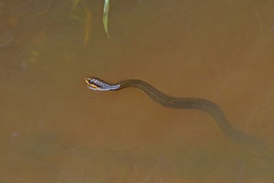 Swampsnakes & Crayfish Snakes