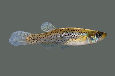 Western Starhead Topminnow