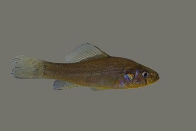 Western Pirate Perch (Aphredoderus gibbosus)