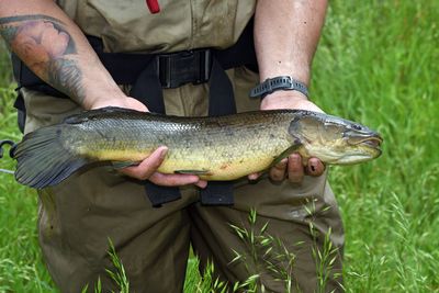 Bowfin