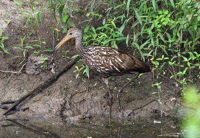 Limpkin