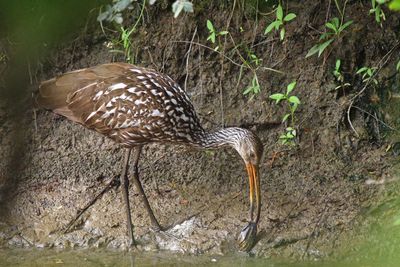 Limpkin