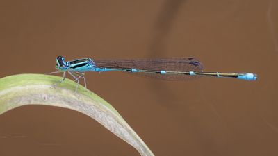 Stream  Bluet
