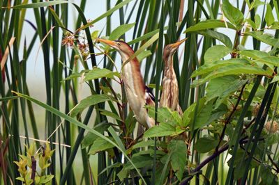 Least Bittern pair