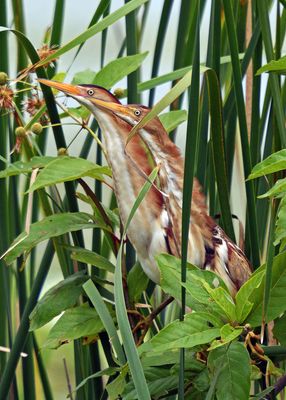 Least Bittern pair