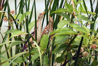 Least Bittern pair