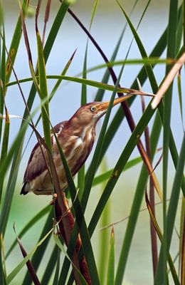 Least Bittern