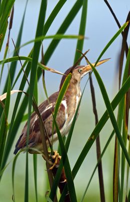 Least Bittern