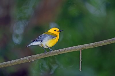 Prothonotary Warbler