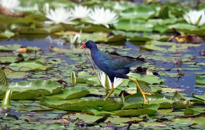 Purple Gallinule carrying nest material