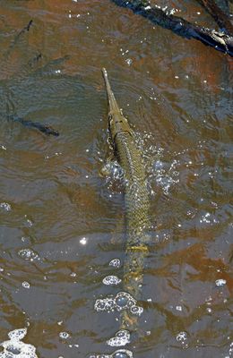 Longnose Gar