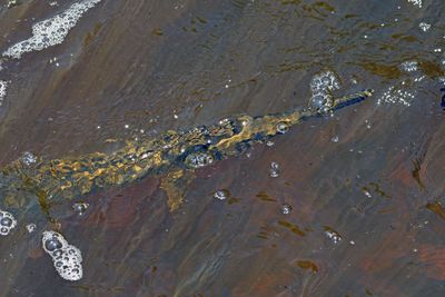 Longnose Gar