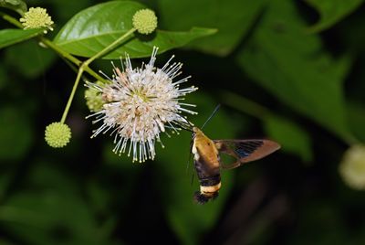 Snowberry Clearwing Moth