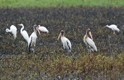 Wood Storks