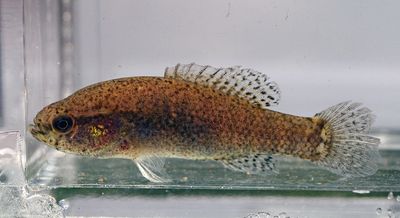 Banded Pygmy Sunfish female