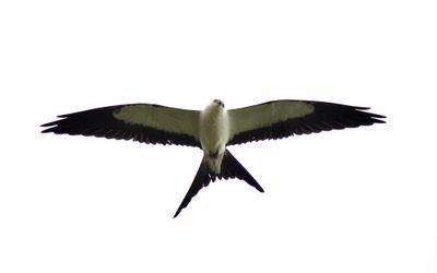 Swallow-tailed Kite