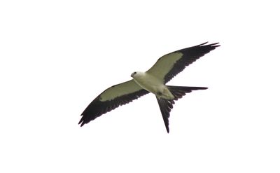 Swallow-tailed Kite