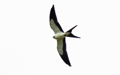 Swallow-tailed Kite