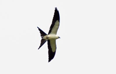 Swallow-tailed Kite