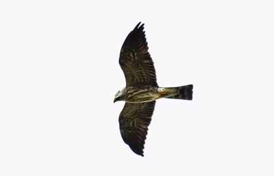 Mississippi Kite juvenile