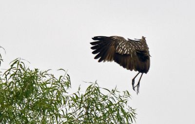 Limpkin