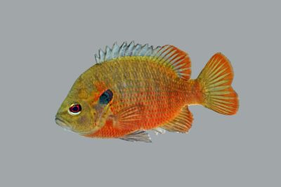 Red-spotted Sunfish