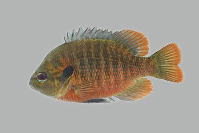 Red-spotted Sunfish