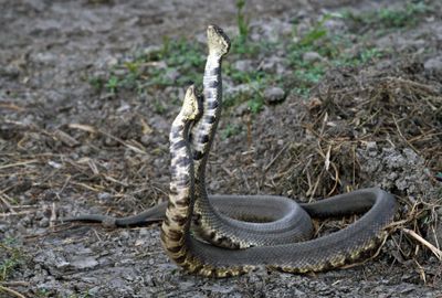Cottonmouth Duel