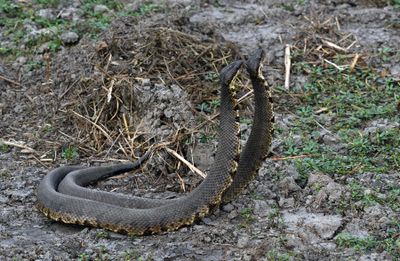 Cottonmouth Duel