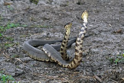 Cottonmouth Duel