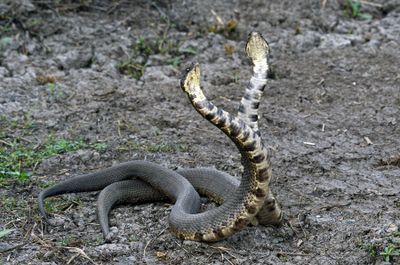 Cottonmouth Duel