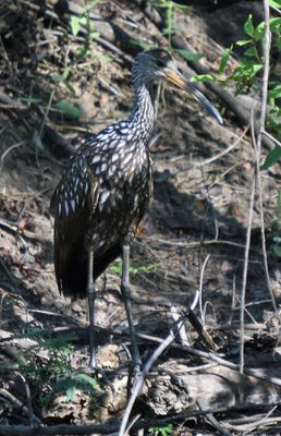 Limpkin