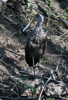 Limpkin