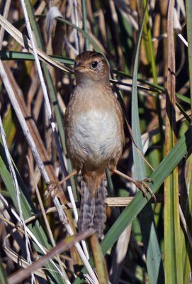 Sedge Wren
