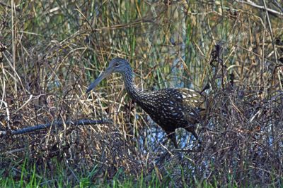 Limpkin