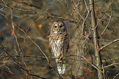 Barred Owl