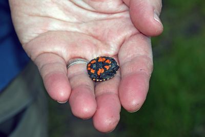 Mississippi Mud Turtle (Hatchling)