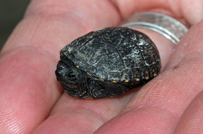Mississippi Mud Turtle (Hatchling)