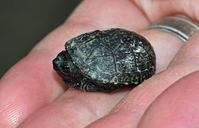 Mississippi Mud Turtle (Hatchling)