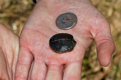 Southern Painted Turtle (hatchling)