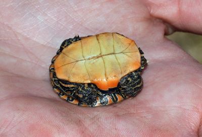 Southern Painted Turtle (hatchling)