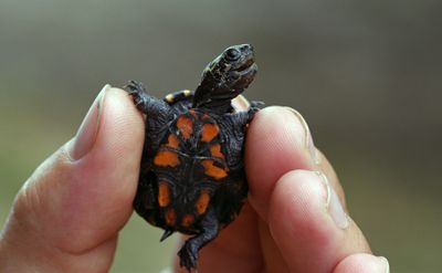 Mississippi Mud Turtle (Hatchling)