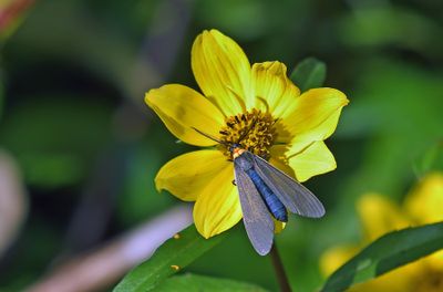 Yellow-collared Scape Moth