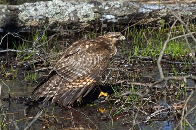 Red-shouldered Hawk