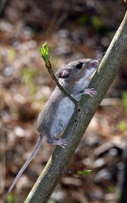 White-footed Deer Mouse