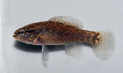 Banded Pygmy Sunfish