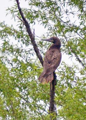 Brown Booby