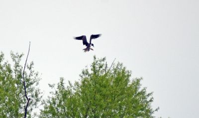 Brown Booby