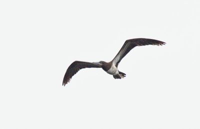 Brown Booby