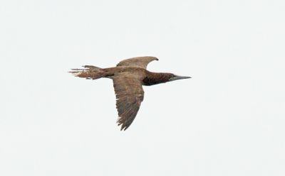 Brown Booby